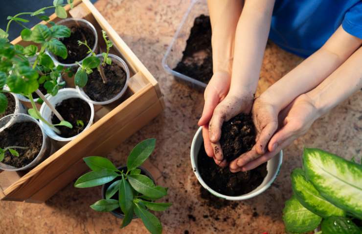 mani che curano le piante